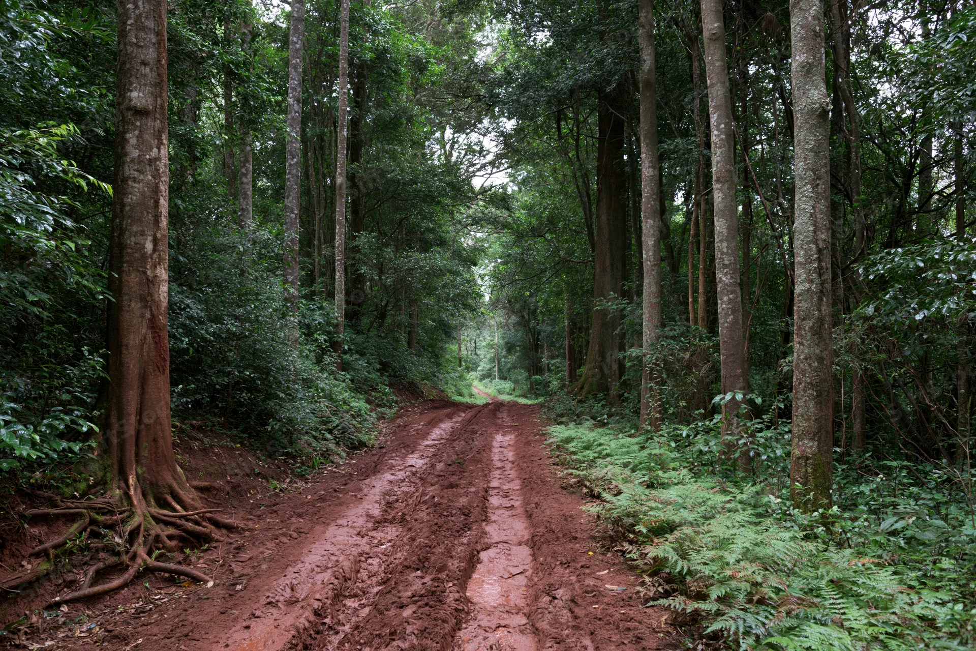Muddy red-dirt path winding through dense tropical forest with tall trees and lush green undergrowth