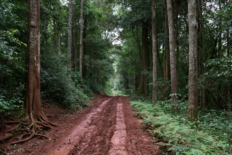Muddy red-dirt path winding through dense tropical forest with tall trees and lush green undergrowth