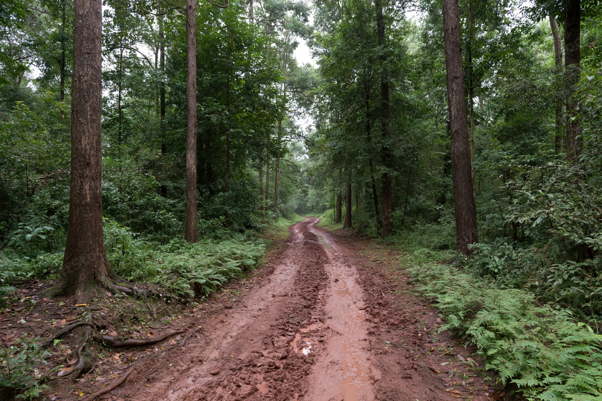 Muddy red-dirt path winding through dense tropical forest with tall trees and ferns on either side