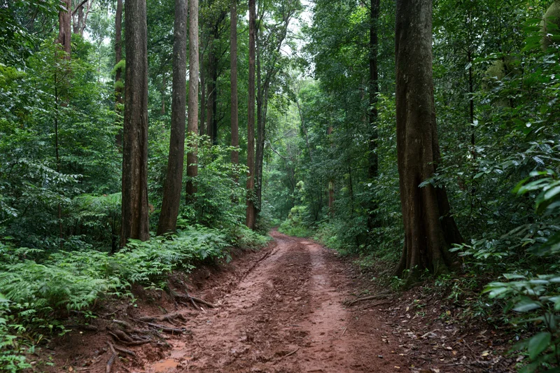 Muddy red-dirt path winding through dense tropical forest with tall trees and lush green vegetation
