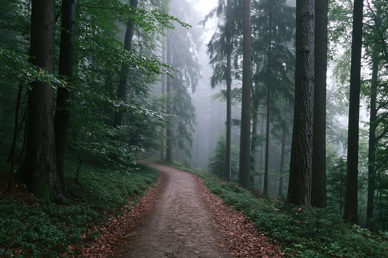 Narrow dirt path winding through foggy temperate forest with tall trees and green undergrowth