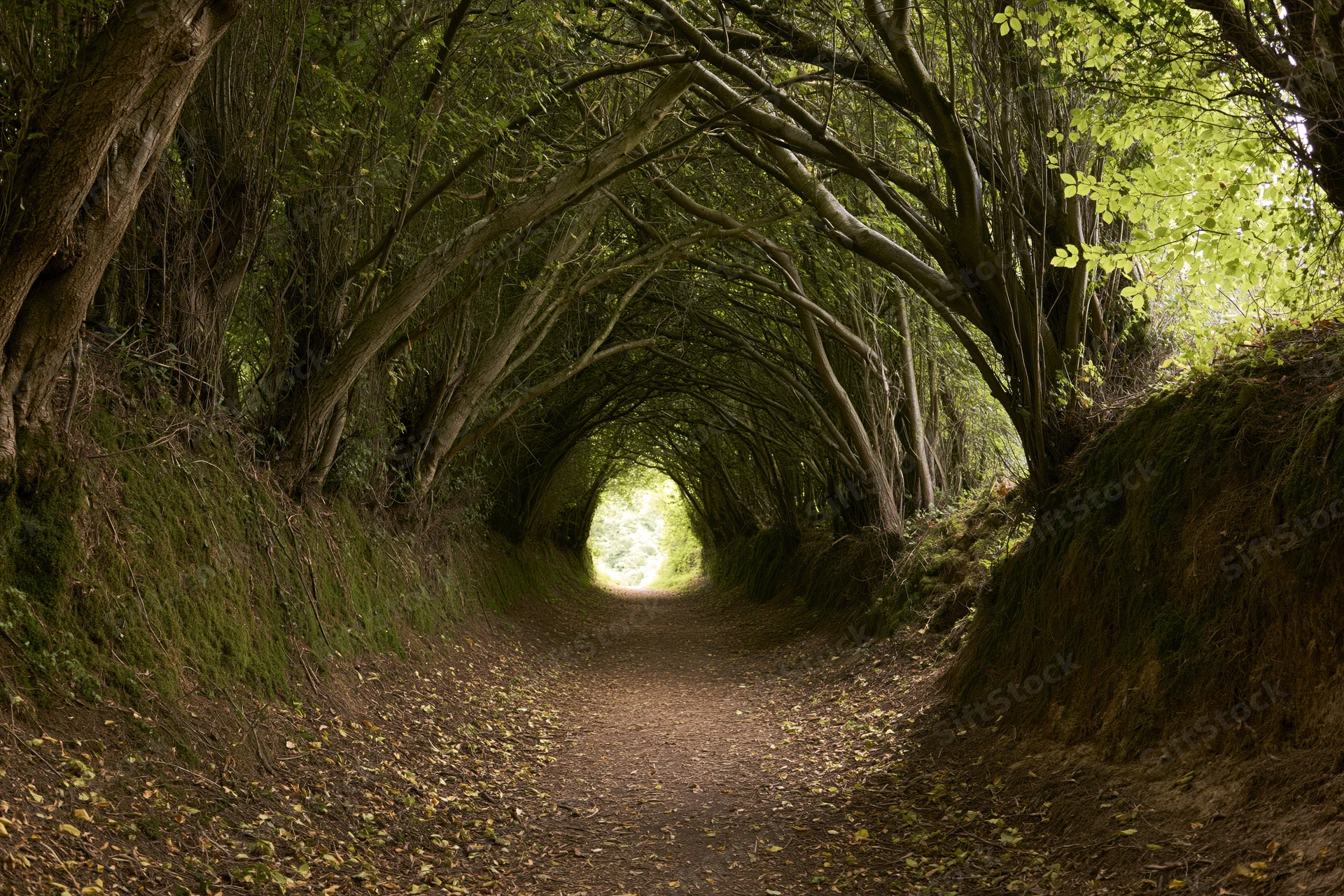 Narrow dirt path forming a natural tunnel of arching trees in a forested woodland