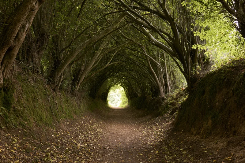 Narrow dirt path forming a natural tunnel of arching trees in a forested woodland