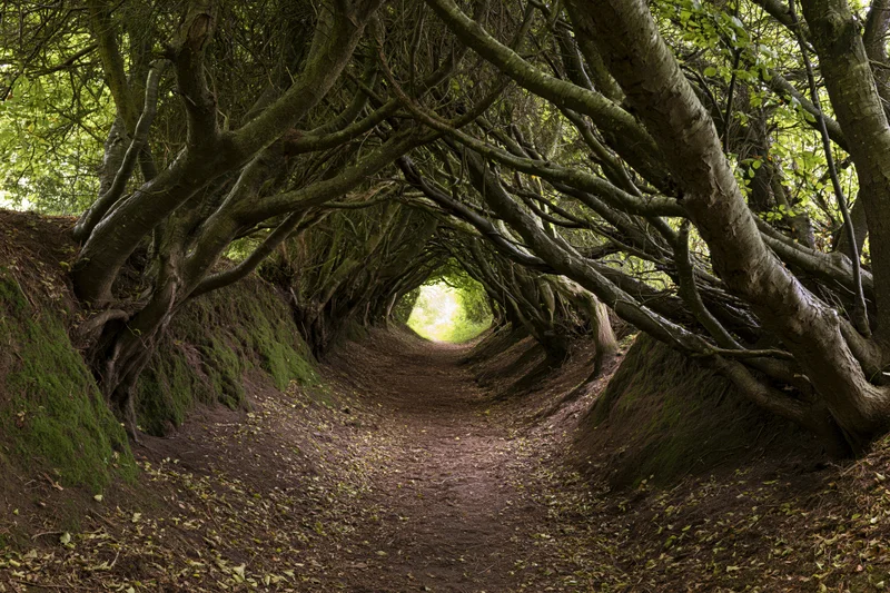 Narrow dirt path forming a natural tunnel of overhanging trees in a forest
