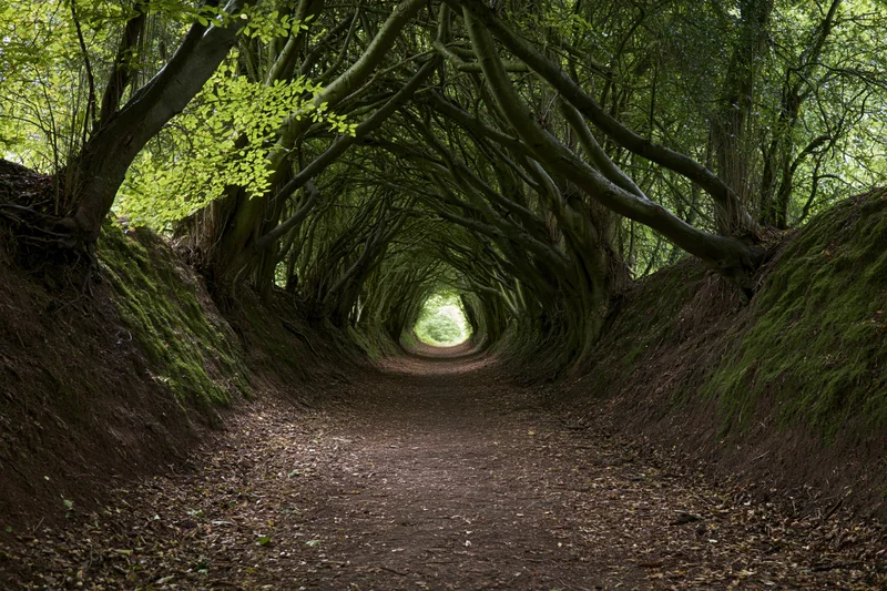 Narrow dirt path forming a natural tunnel of trees in a forest