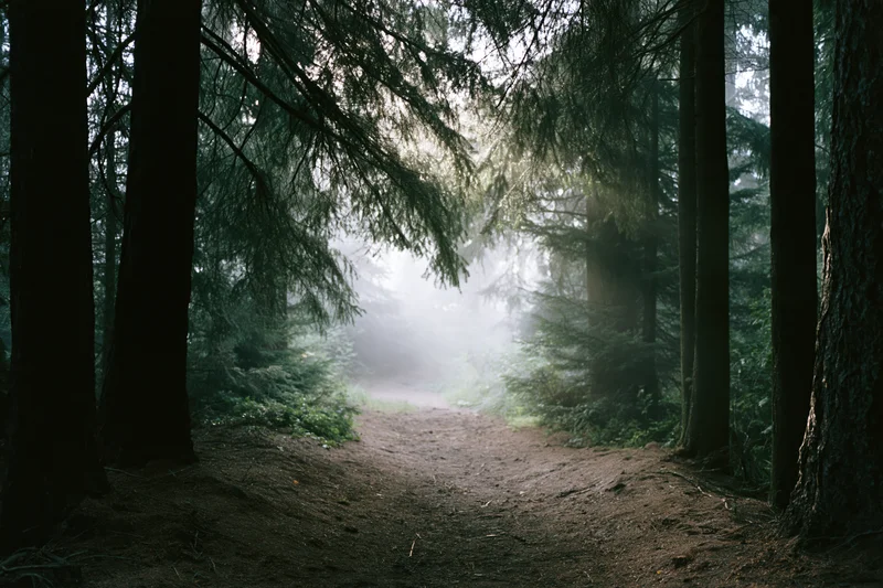 Narrow dirt path winding through misty forest at dawn