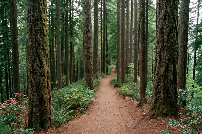 Narrow dirt trail winding through dense forest of tall evergreen trees with moss-covered trunks and ferns along the path