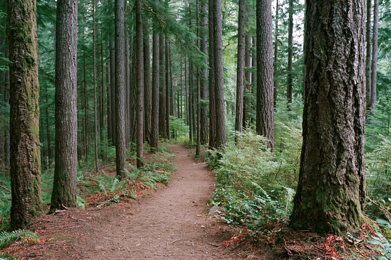 Narrow dirt trail winding through dense evergreen forest with moss-covered trees and ferns on forest floor