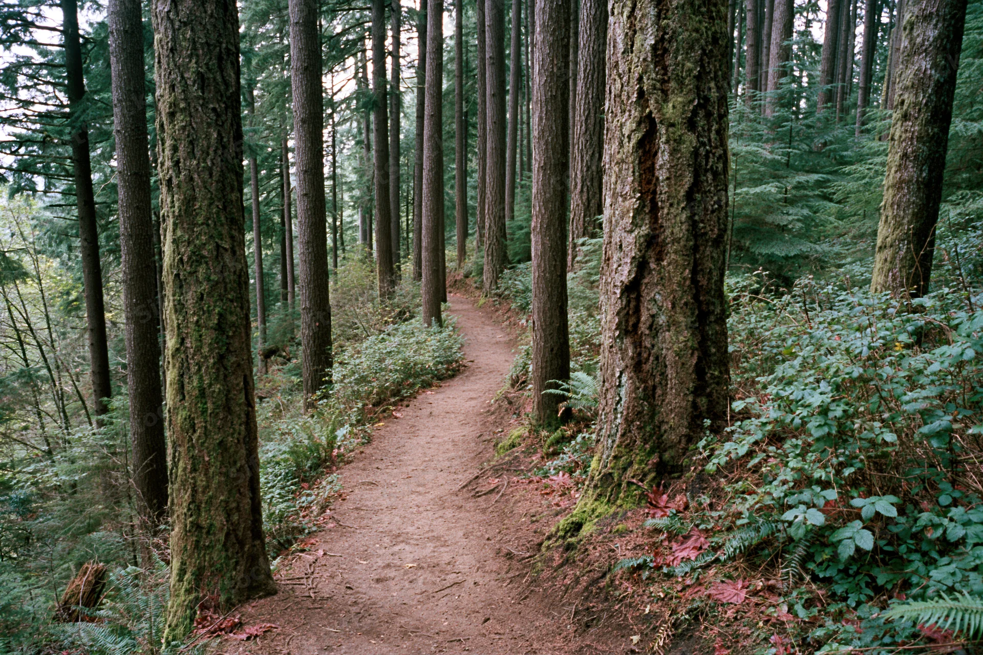 Narrow dirt trail winding through dense forest with moss-covered trees and ferns
