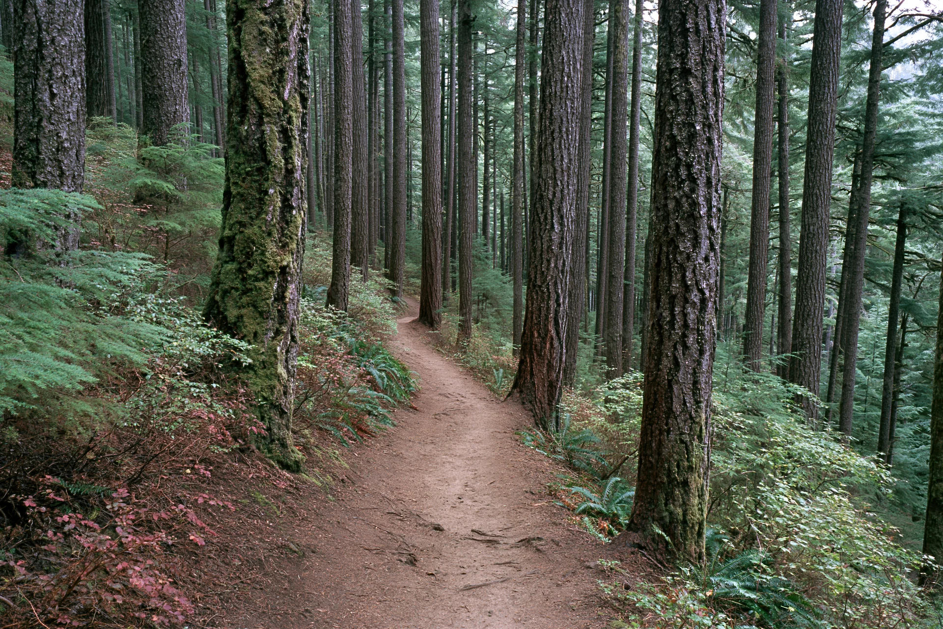 Narrow dirt hiking trail winding through dense forest with tall pine trees and ferns on forest floor