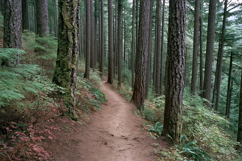 Narrow dirt hiking trail winding through dense forest with tall pine trees and ferns on forest floor