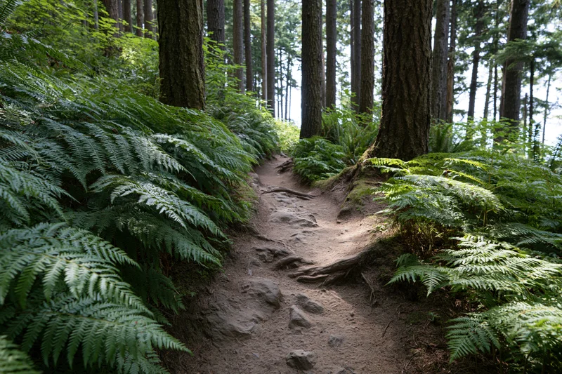 Narrow dirt trail winding through dense forest with ferns and tall pine trees
