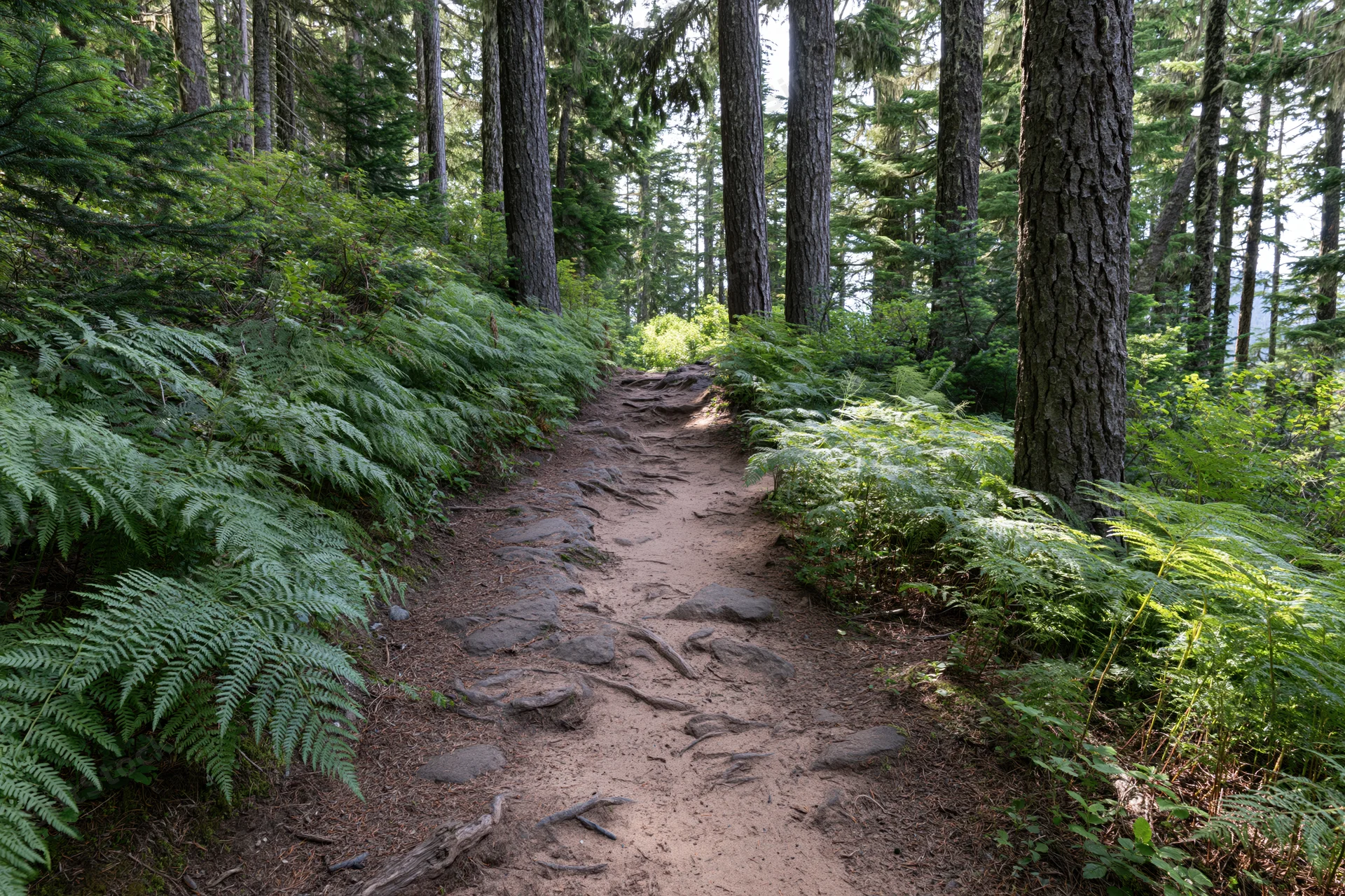Narrow dirt trail winding through dense pine forest with ferns and dappled sunlight