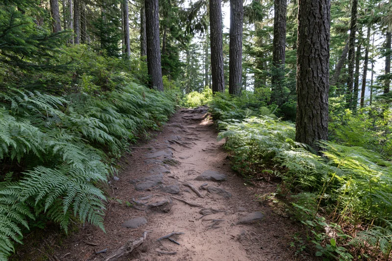 Narrow dirt trail winding through dense pine forest with ferns and dappled sunlight