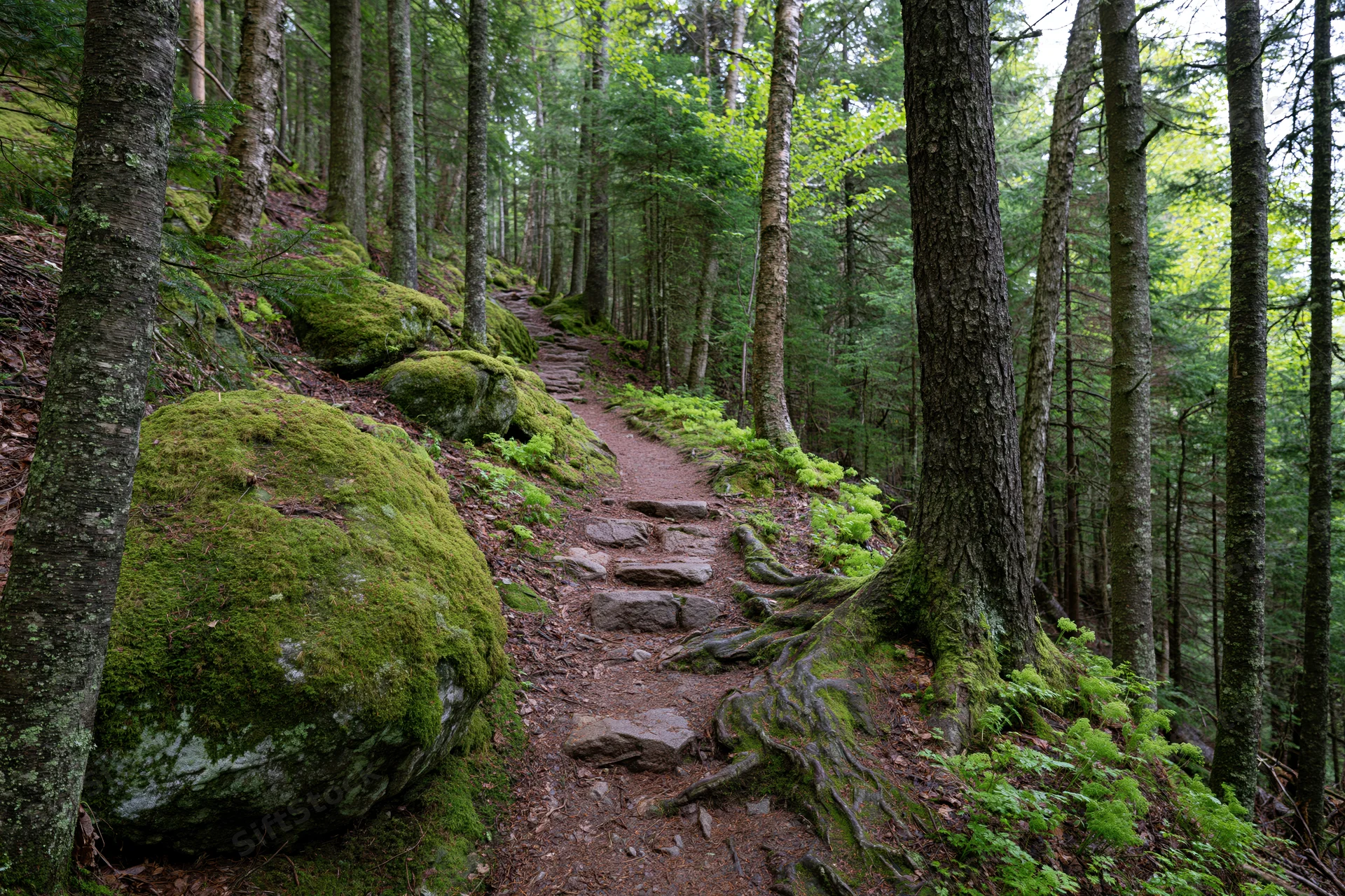 Narrow dirt hiking trail winding uphill through dense forest with moss-covered rocks and tall trees