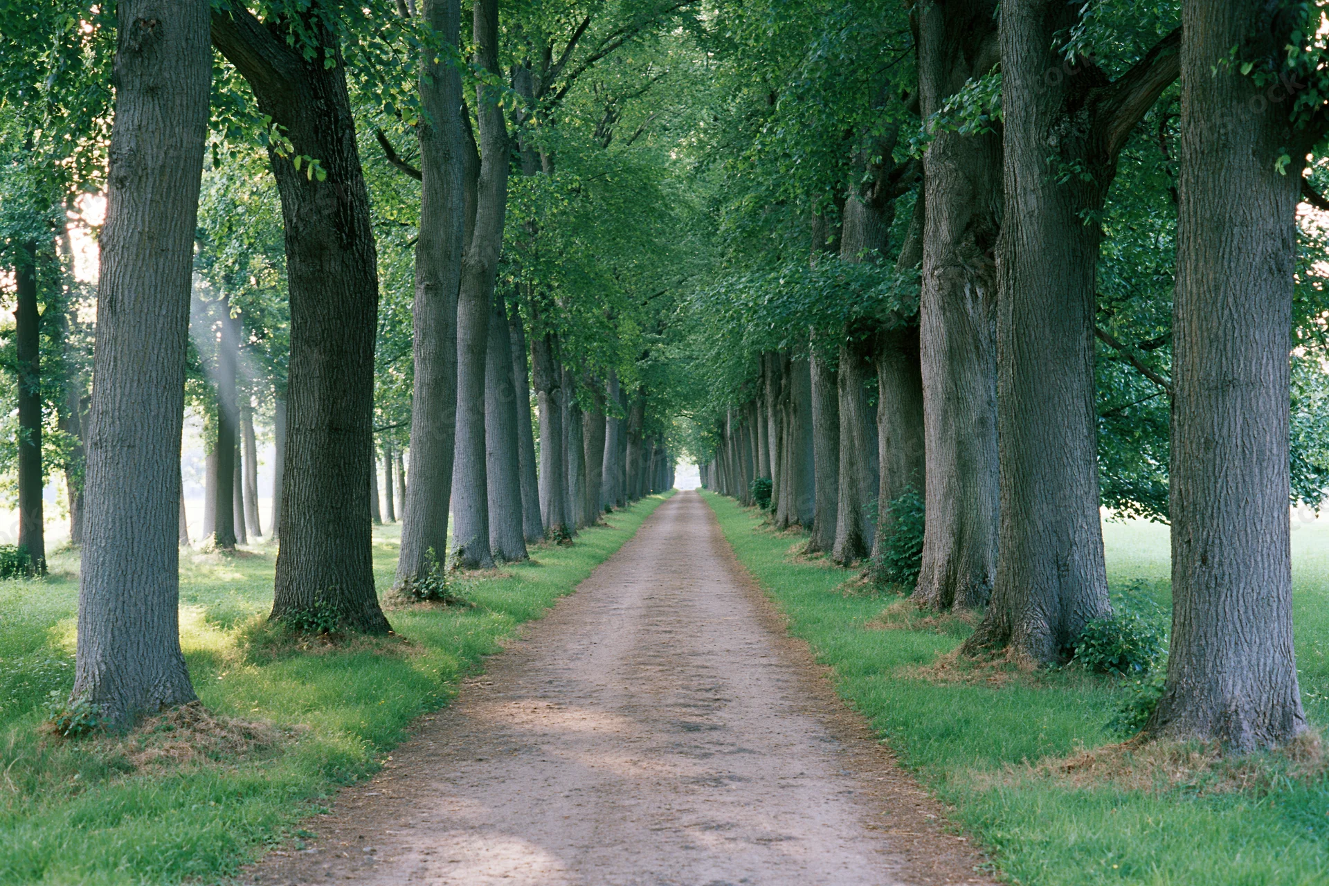 Narrow dirt path lined with tall trees stretching into the distance through a green forested landscape