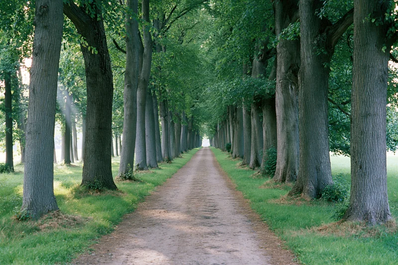 Narrow dirt path lined with tall trees stretching into the distance through a green forested landscape