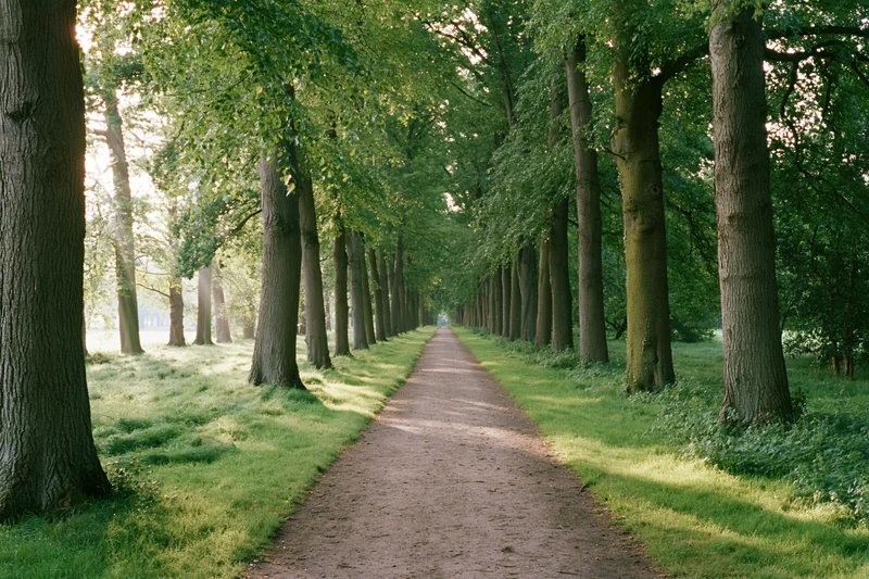 Narrow dirt path lined with tall trees stretching into the distance through a sunlit forest clearing