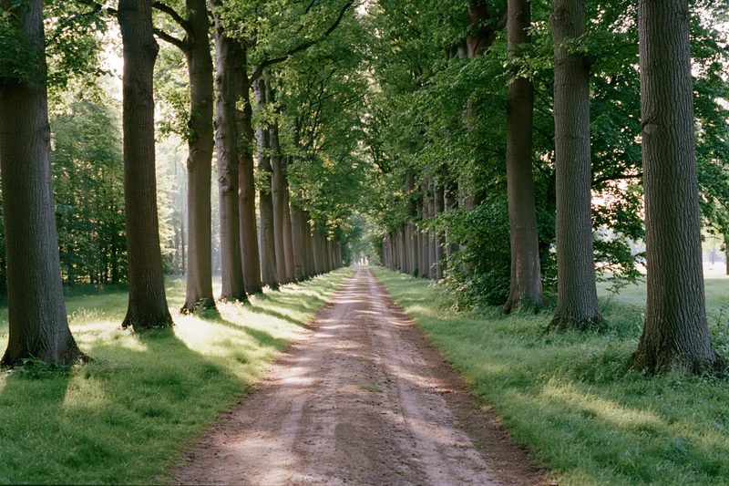 Straight dirt path lined with tall trees stretching into the distance through a green forest