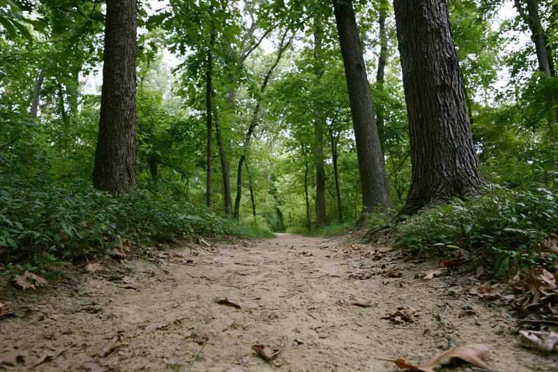 Narrow dirt path winding through a deciduous forest flanked by tall trees and green undergrowth