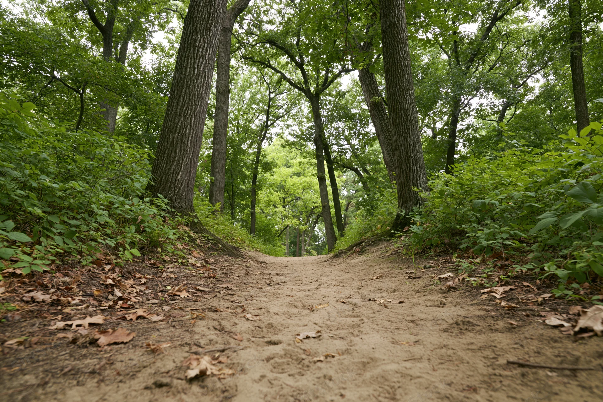 Narrow dirt path winding through a deciduous forest flanked by trees and green undergrowth