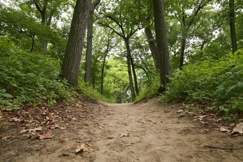 Narrow dirt path winding through a deciduous forest flanked by trees and green undergrowth