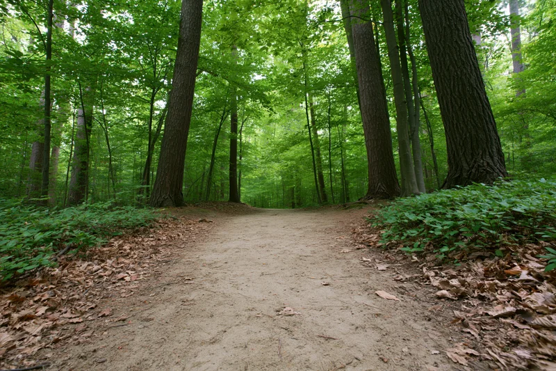 Narrow dirt path winding through a deciduous forest flanked by tall trees and green undergrowth