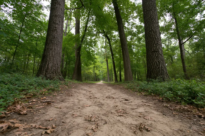 Narrow dirt path winding through a deciduous forest flanked by tall trees with green foliage and dappled sunlight