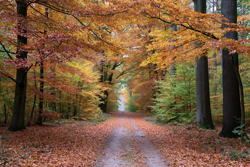 Narrow dirt path winding through dense deciduous forest in autumn with colorful foliage overhead