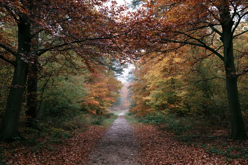 Narrow dirt path winding through dense deciduous forest in autumn, covered in fallen leaves with trees forming a canopy overhead