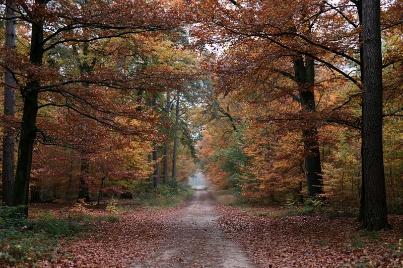 Narrow dirt path winding through dense autumn forest with colorful foliage overhead