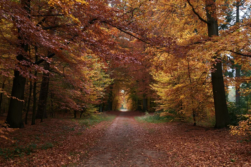 Narrow dirt path winding through dense autumn forest with colorful foliage overhead