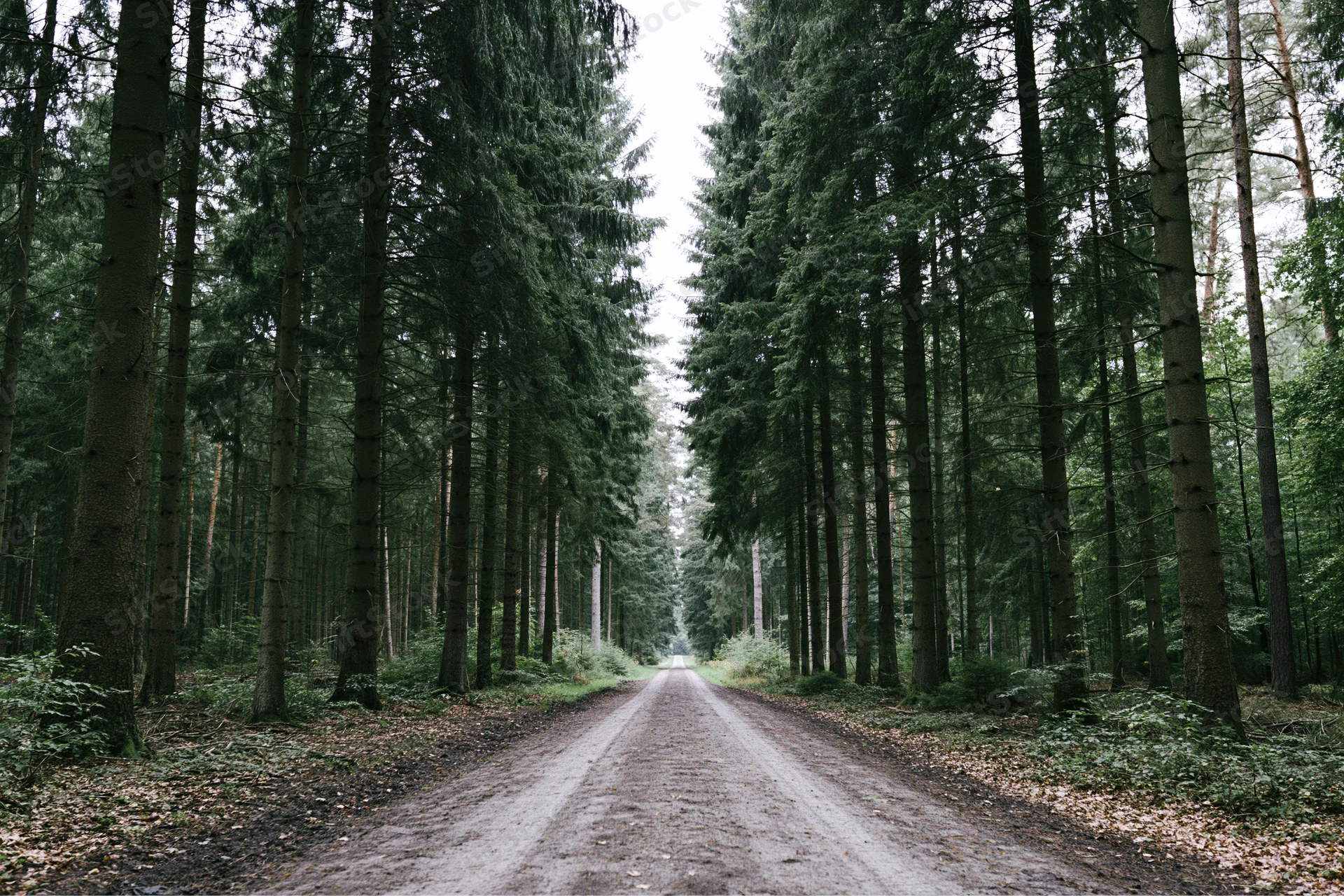 Narrow dirt road stretching straight into the distance flanked by tall pine trees in a dense forest