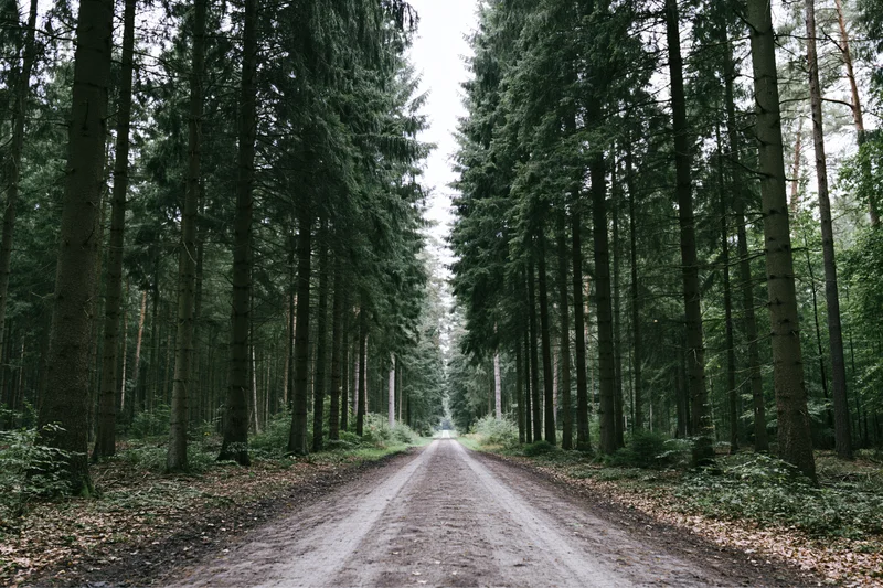 Narrow dirt road stretching straight into the distance flanked by tall pine trees in a dense forest