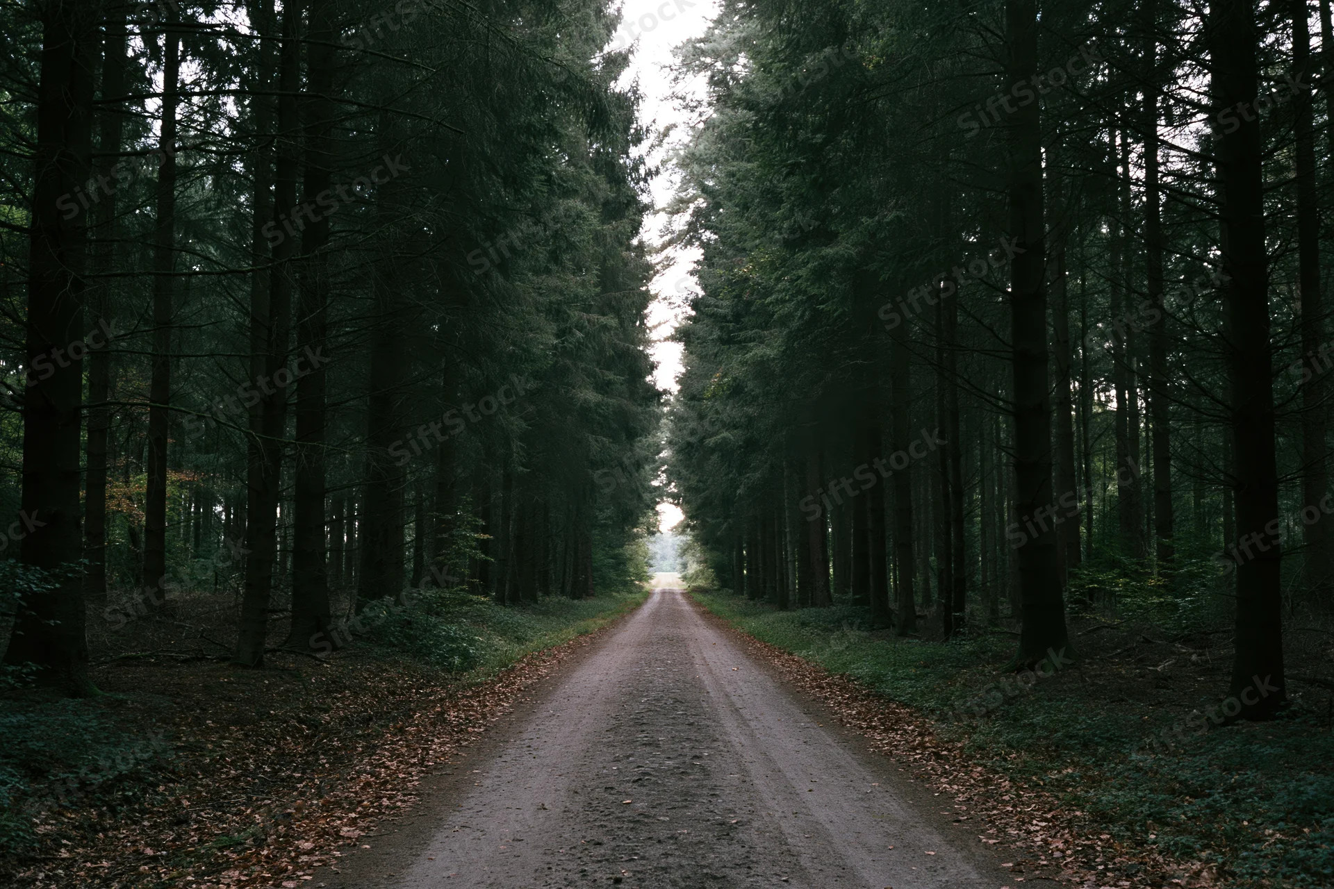 Straight dirt road through dense pine forest leading into distance