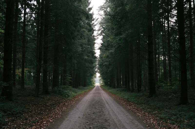Straight dirt road through dense pine forest leading into distance