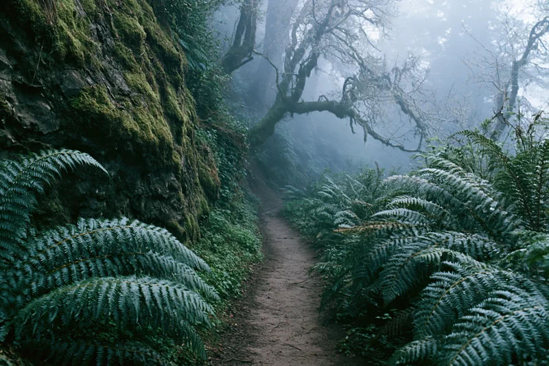 Narrow dirt trail winding through misty forest flanked by ferns and moss-covered rocks