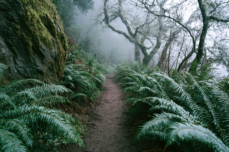Narrow dirt trail winding through misty forest flanked by ferns and moss-covered rocks