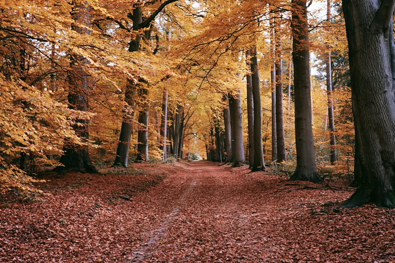 Narrow forest path covered in fallen red and orange leaves winding through tall trees