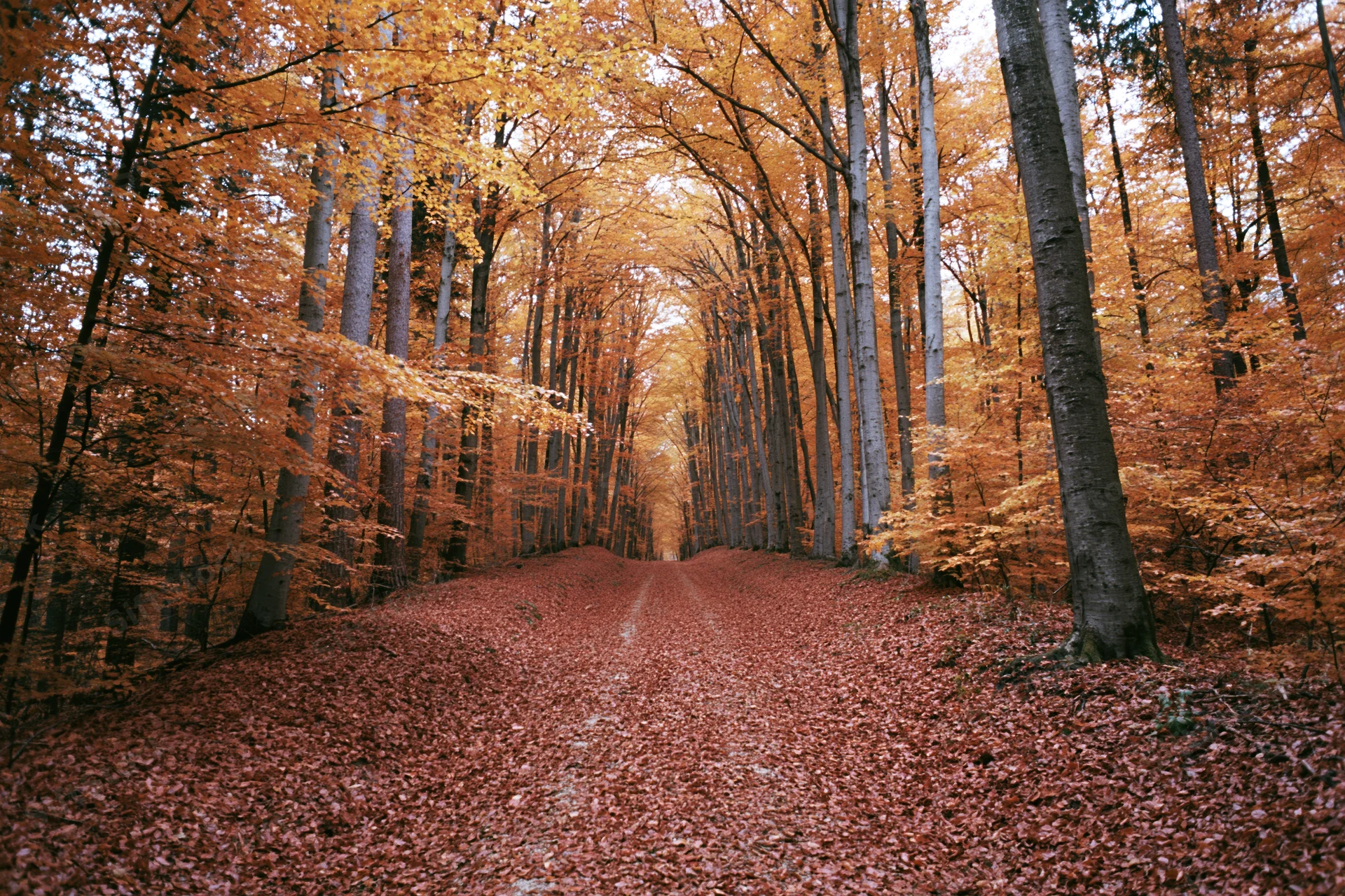 Narrow forest path covered in fallen red and orange leaves under autumn canopy