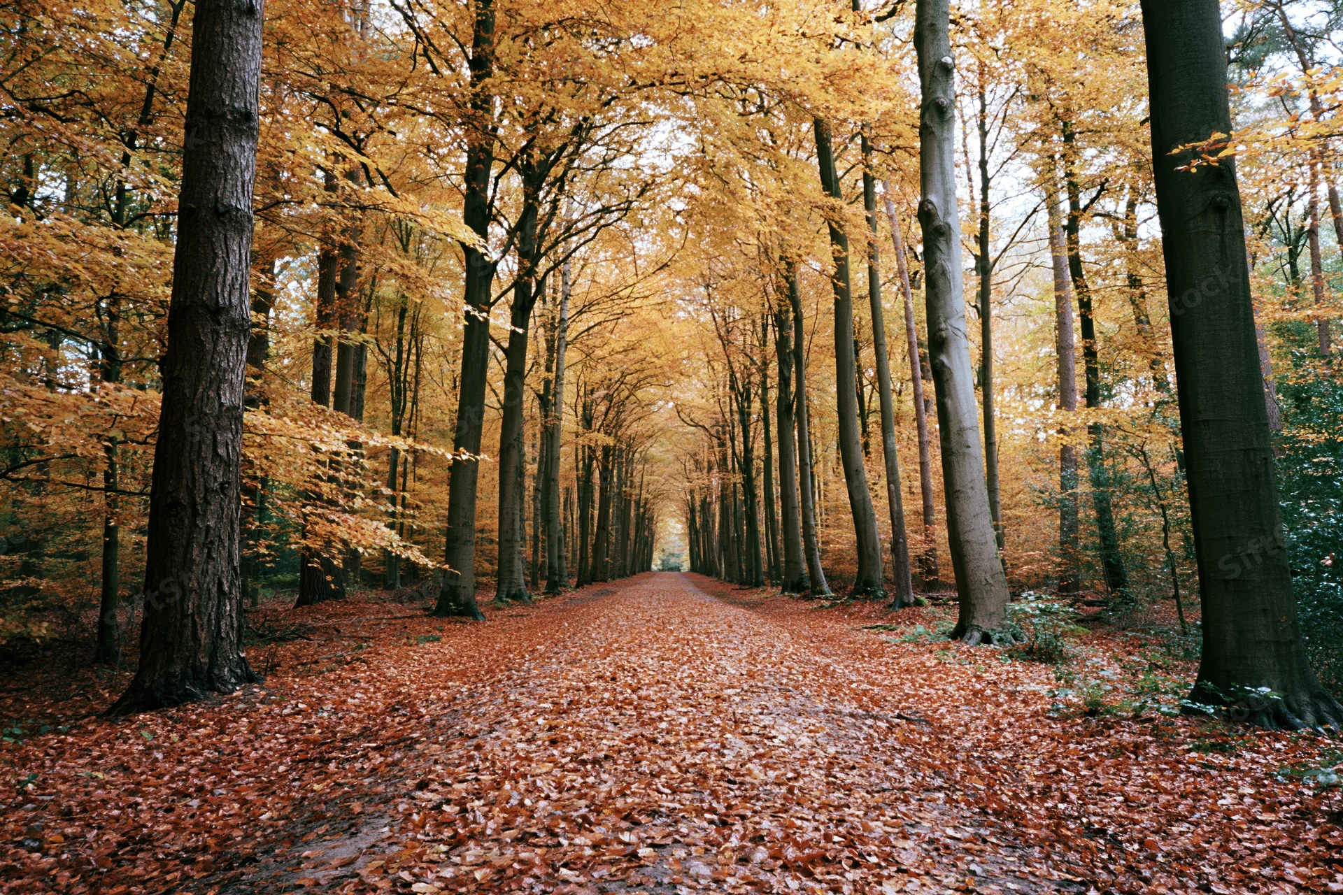 Narrow forest path covered in fallen red and orange leaves leading through tall trees with golden canopy