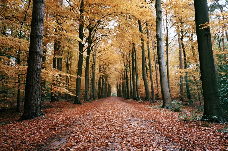 Narrow forest path covered in fallen red and orange leaves leading through tall trees with golden canopy