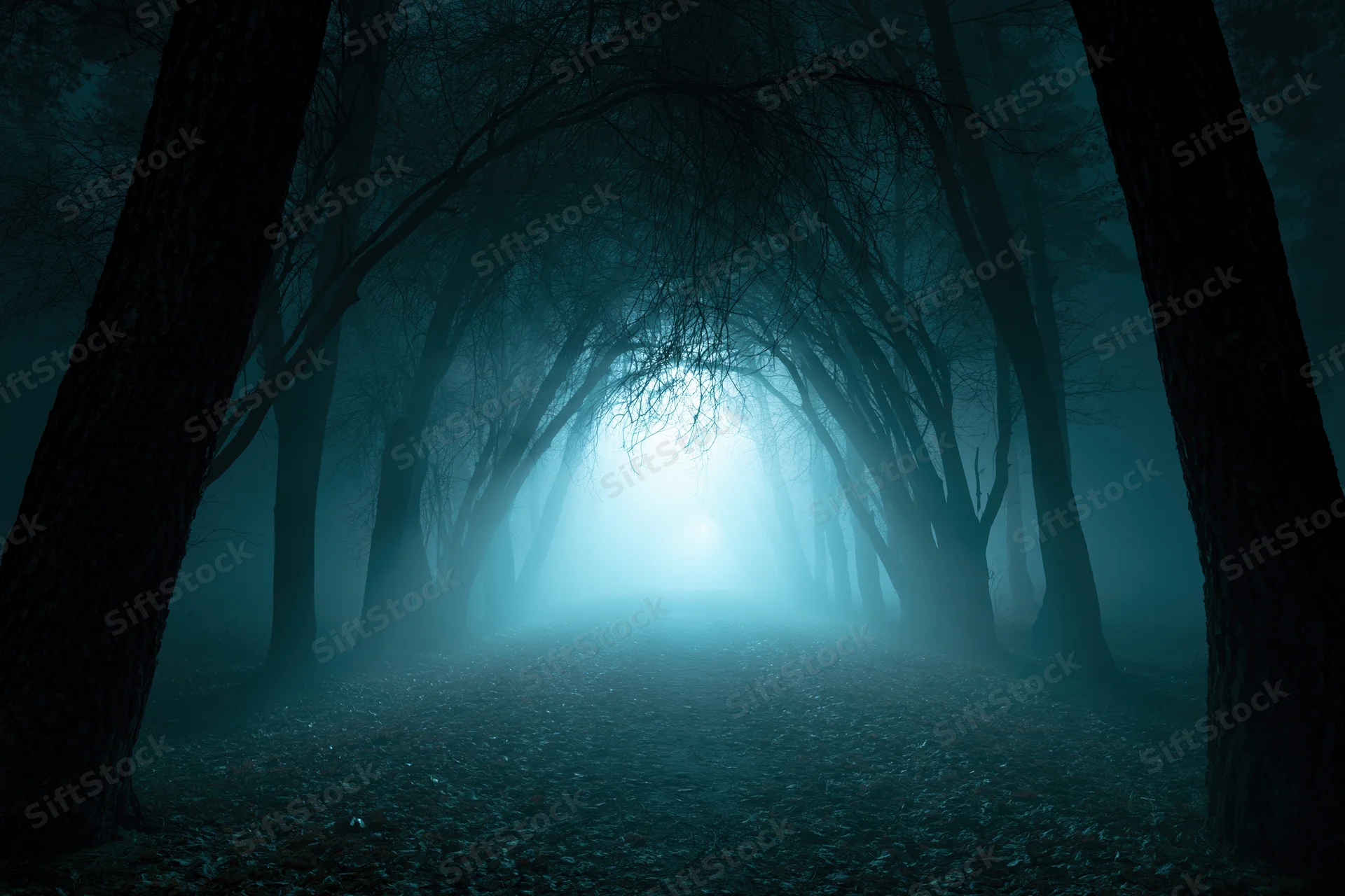 Narrow forest path lined with bare trees fading into dense fog at night