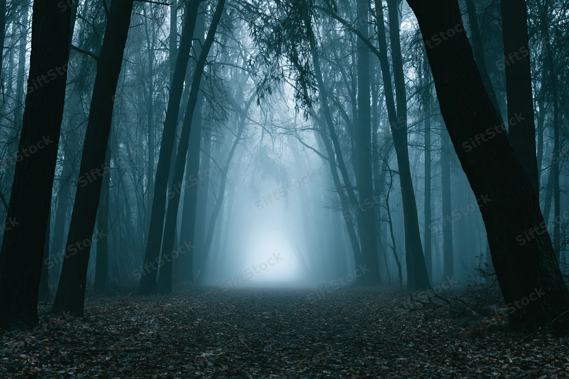 Narrow forest path disappearing into dense fog between bare dark trees