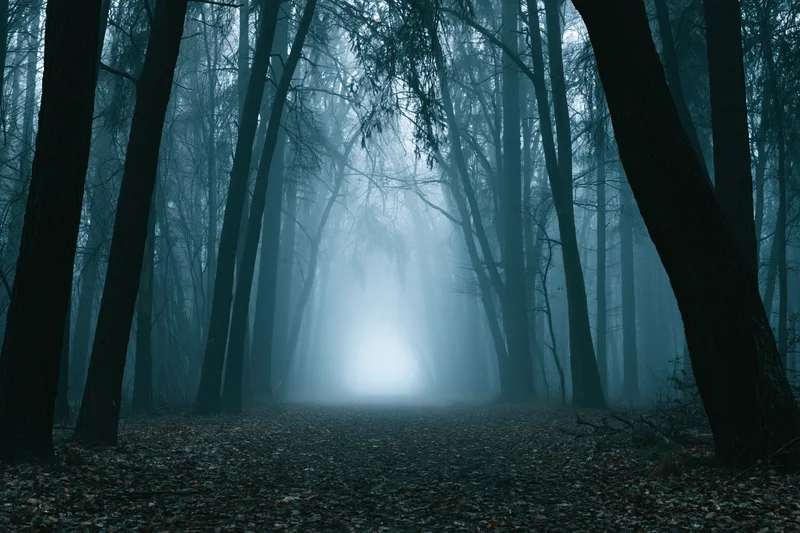 Narrow forest path disappearing into dense fog between bare dark trees