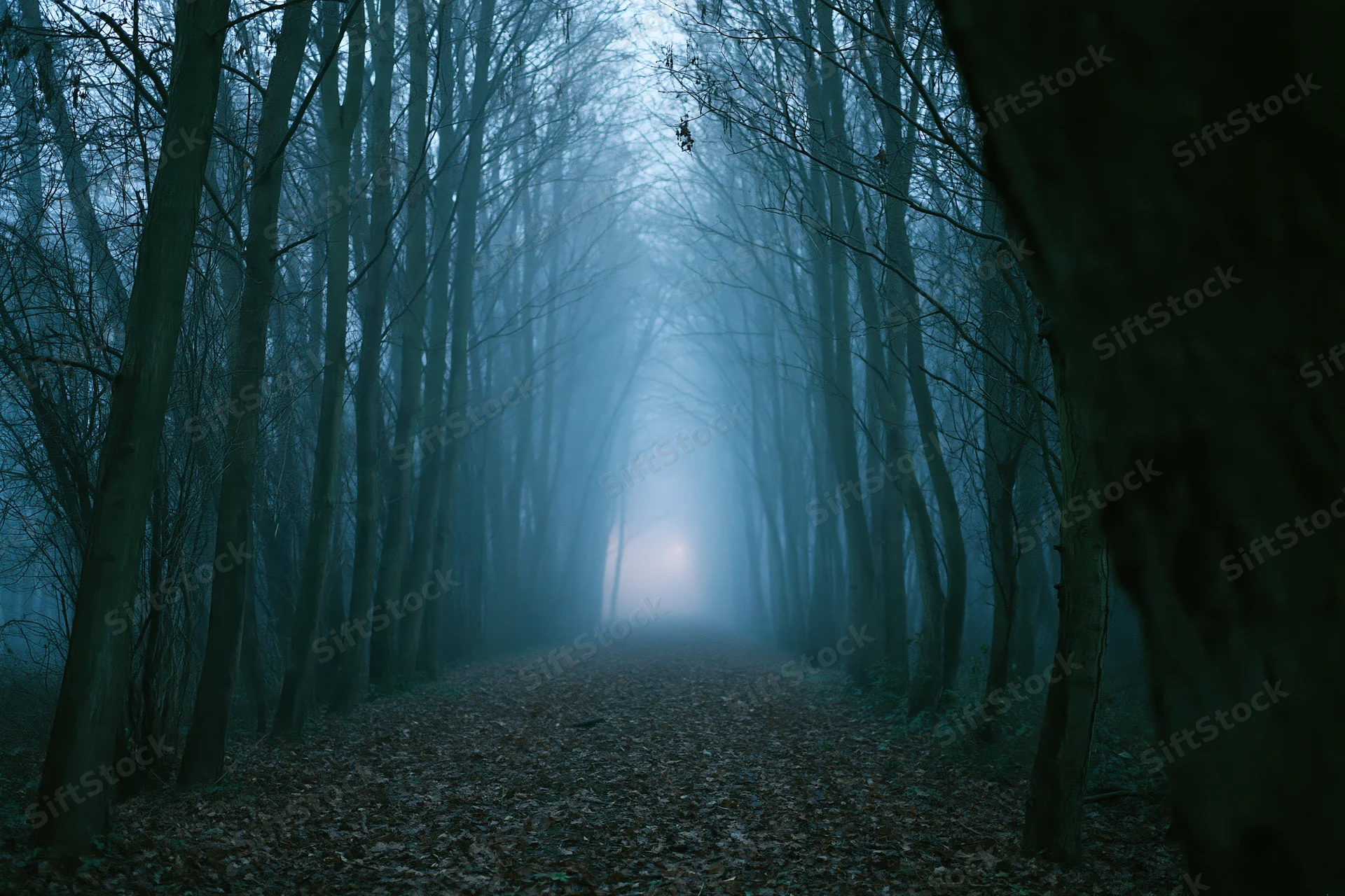 Narrow forest path winding through bare trees into dense fog at twilight