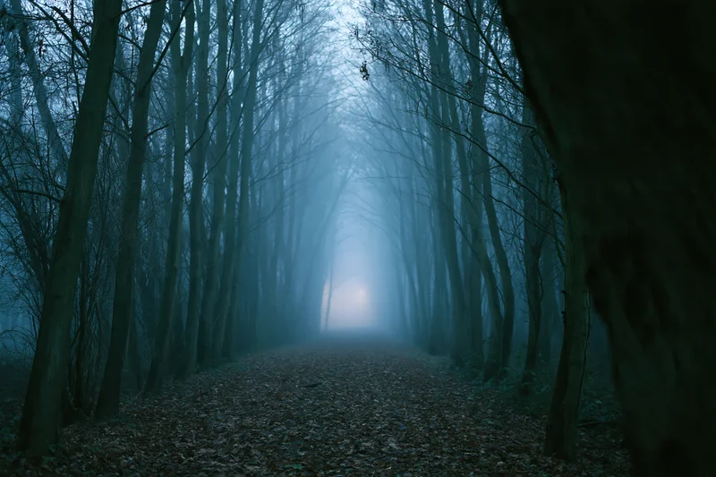 Narrow forest path winding through bare trees into dense fog at twilight
