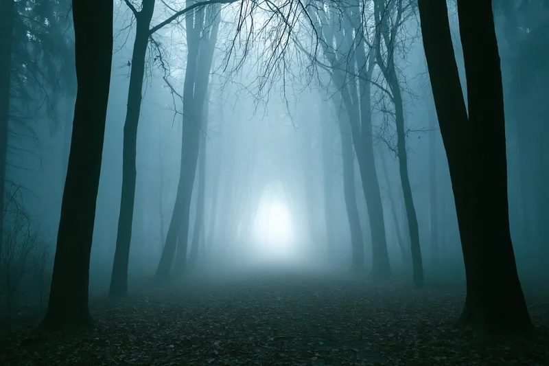 Narrow forest path vanishing into dense fog among bare dark trees