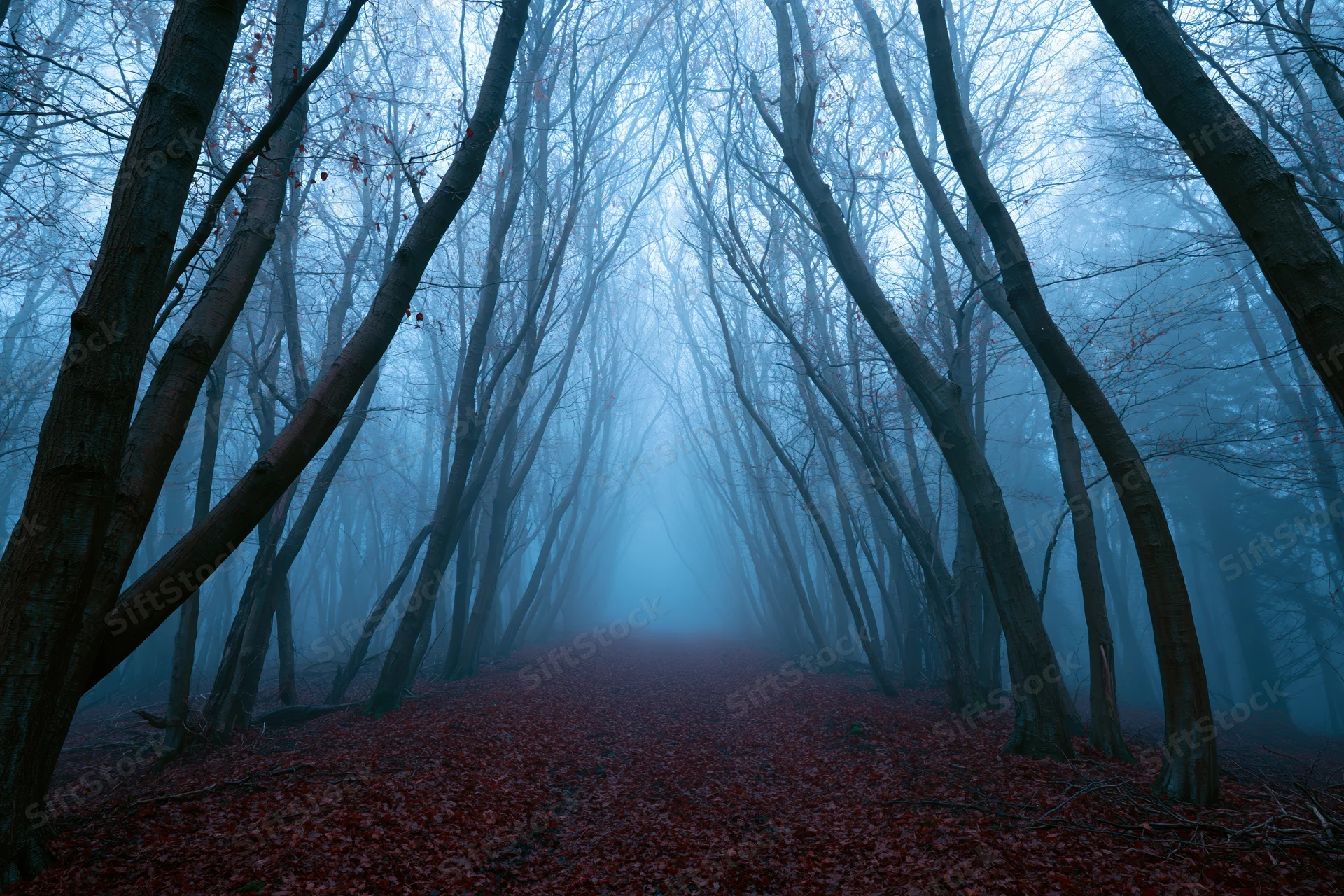 Narrow forest path lined with bare deciduous trees disappearing into dense fog, covered in red fallen leaves