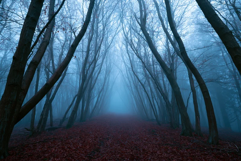 Narrow forest path lined with bare deciduous trees disappearing into dense fog, covered in red fallen leaves